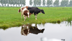 koeien in de wei langs water