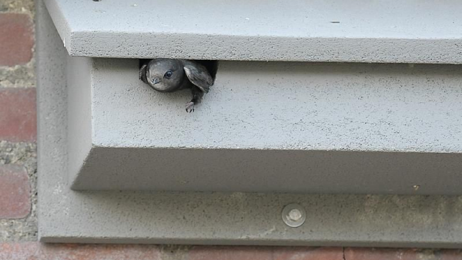 Gierzwaluw in nestkast aan gevel