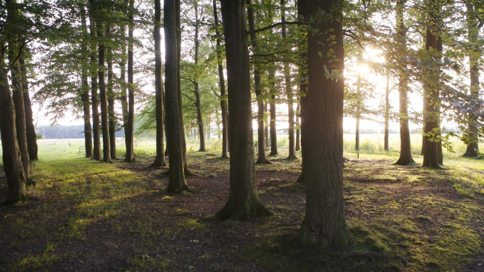 Provincie Utrecht stelt 1.000.000 euro subsidie beschikbaar voor nieuw bos
